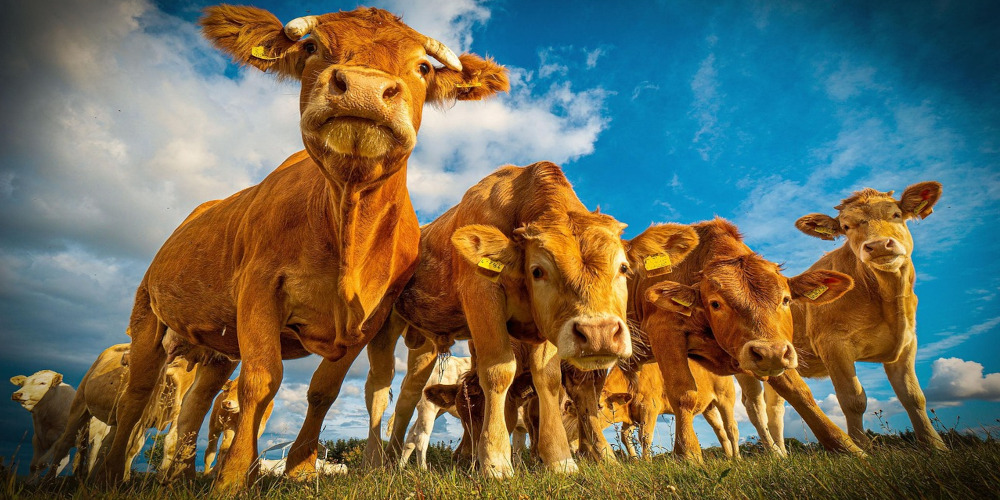 3 Gründe sich vegan zu ernähren