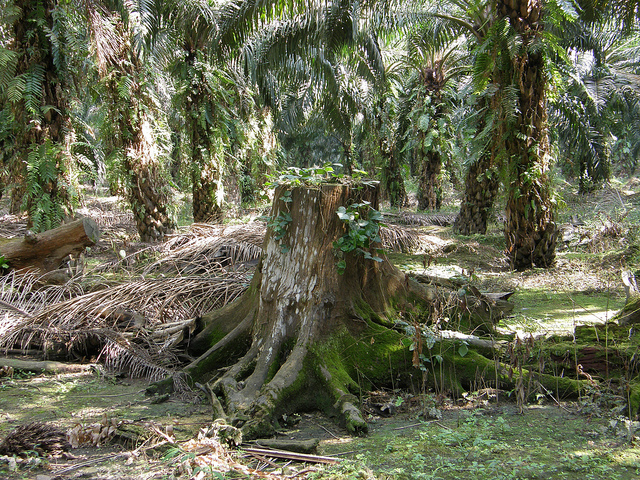 Die Reste vom gerodetem Regenwald inmitten einer Palmölplantage für die Produktion von z.B. Kerzen aus Stearinwachs