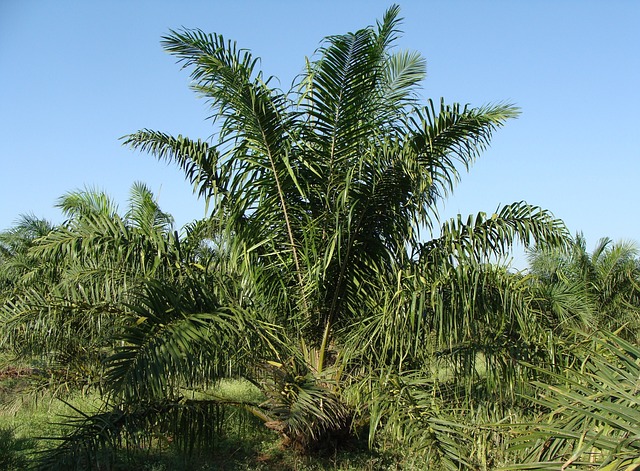 Anstelle von Regenwald werden Plantagen für die Gewinnung von Palmöl angelegt