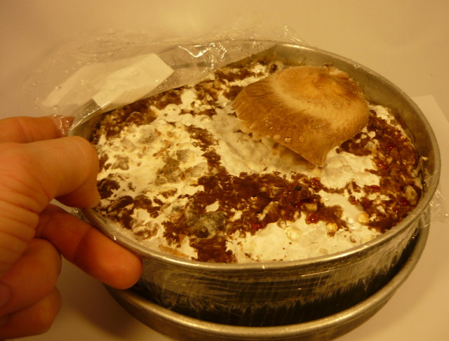 der erste Shiitake-Pilz wächst im Kaffeesatz-Sägespäne Substrat