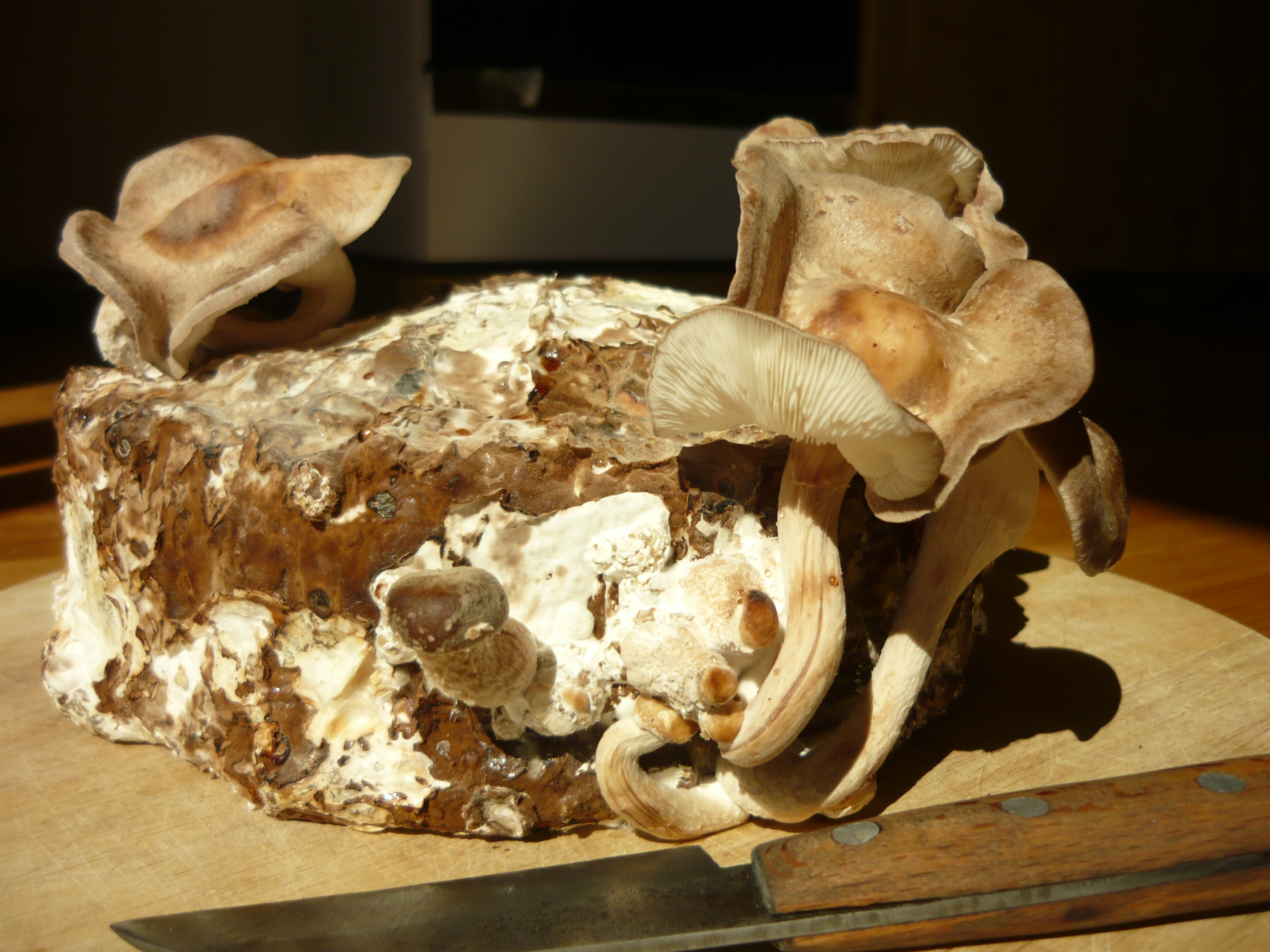 ShiitakePilze züchten Anleitung für die Pilzzucht mit Kaffeesatz und Sägespänen