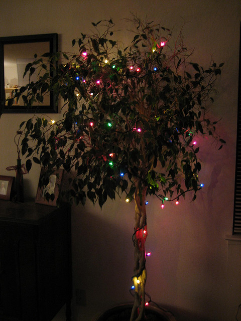 Von der Zimmerpflanze zum Ficus-Weihnachtsbaum (Quelle: Eugene Kim CC BY 2.0)