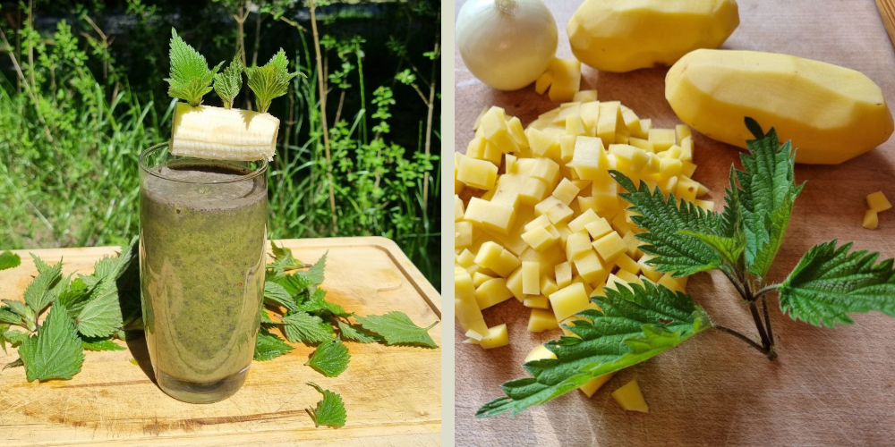 Brennnessel-Rezepte: 5 vegane Rezepte mit Brennnesseln