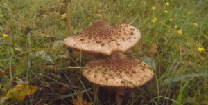 Parasol-Riesenschirmling auf einer Wiese