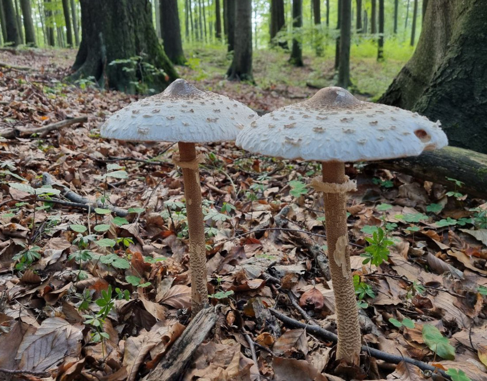 Parasol-Pilz bzw. Riesenschirmpilz mit Ring und schuppiger Hutoberfläche