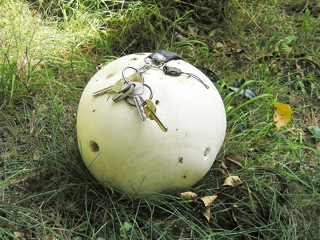 Riesenbovist auf einer Wiese