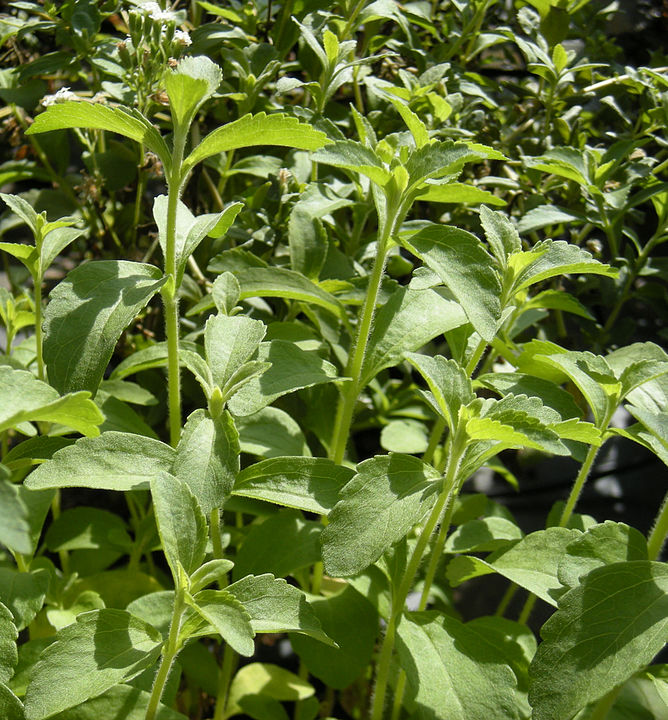 Stevia-Pflanze - aus den Blättern wird ein süßer Saft gewonnen oder die Blätter können getrocknet als Süßstoff verwendet werden