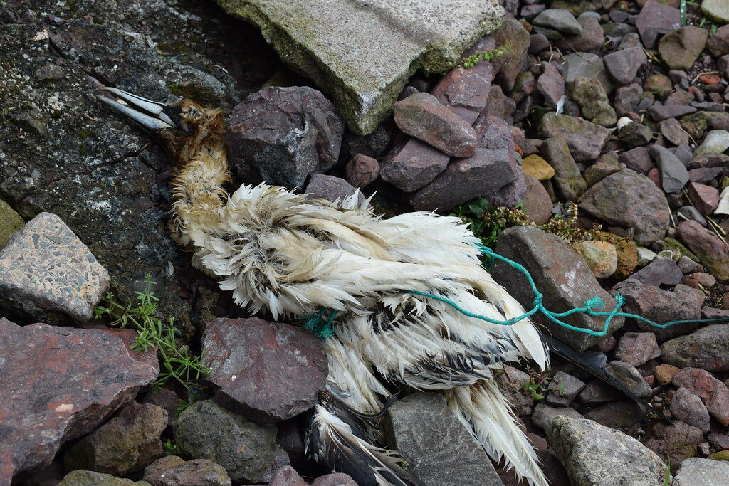 Toter Seevogel mit einer Plastikschnur um den Körper gewickelt