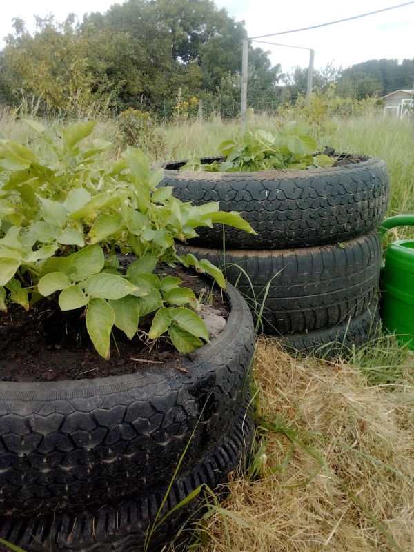 Hochbeet als Kartoffelturm aus Autoreifen