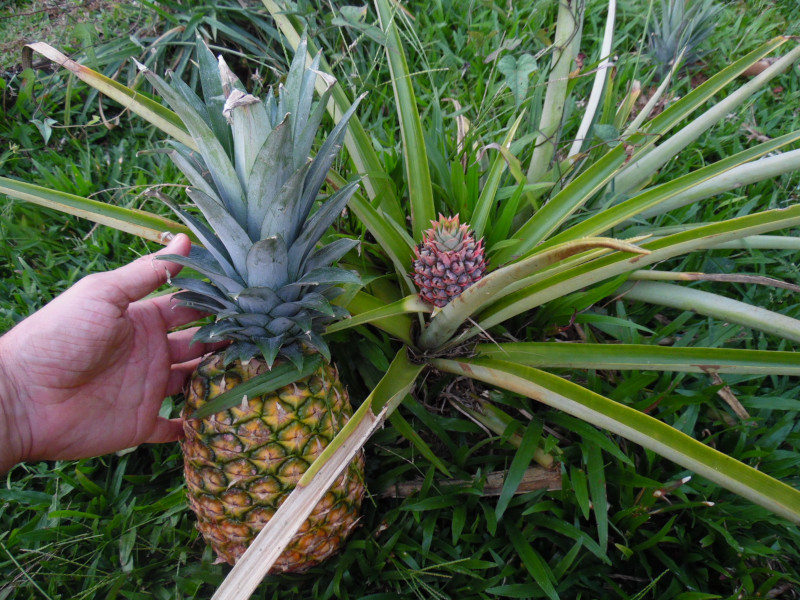 Ananas-Jungpflanze neben einer reifen Frucht