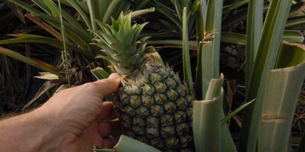 Ananas aus Costa Rica – Pestizide, Hungerlöhne und Alternativen dazu
