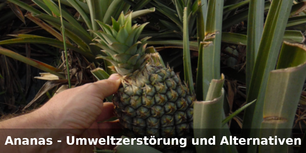 Ananas: Anbau, Umweltzerstörung, Pestizide und Alternativen