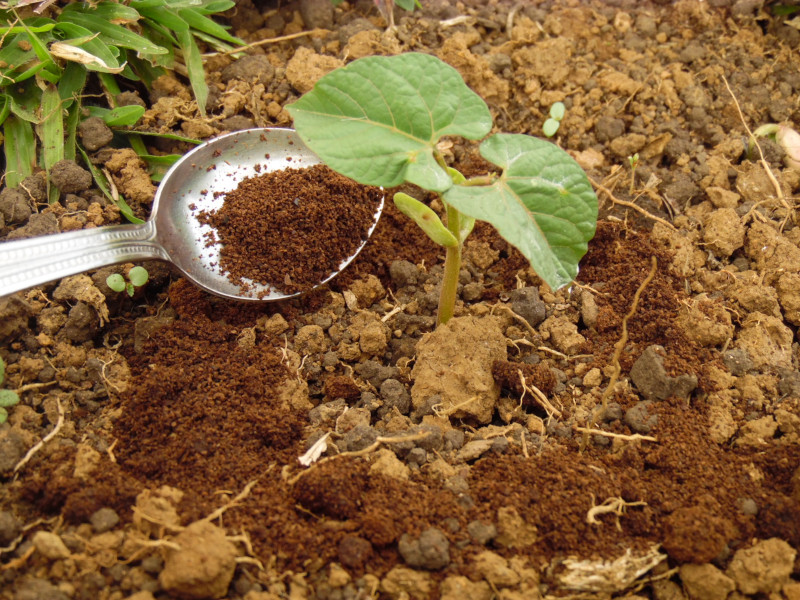 Ein Ring aus Kaffeesatz schützt diese junge Bohne vor Schnecken und Ameisen