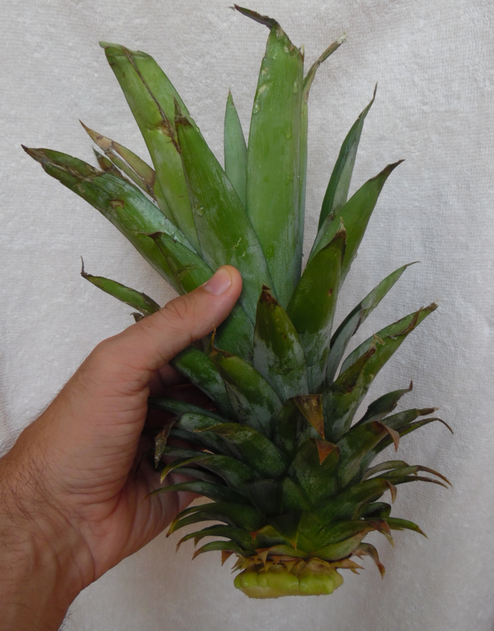 Die Krone einer Ananas wird auf einer Ananas Plantage als Setzling zum Züchten einer Ananas-Pflanze genutzt