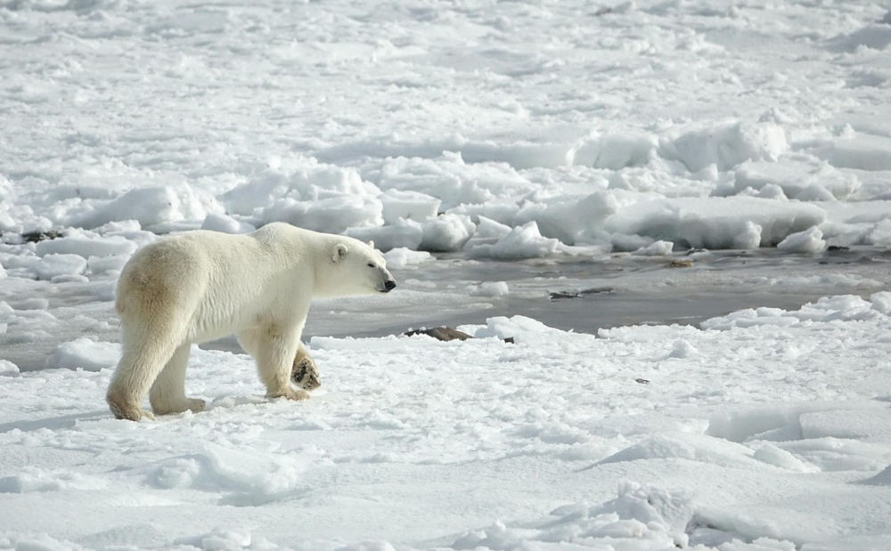 Das Abschmelzen der Eismassen bedroht die Lebensgrundlage der Eisbären
