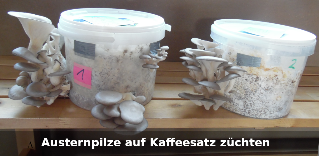 Effektiv Austernpilze auf Kaffeesatz züchten: Die beste Substratmischung für eine reiche Ernte