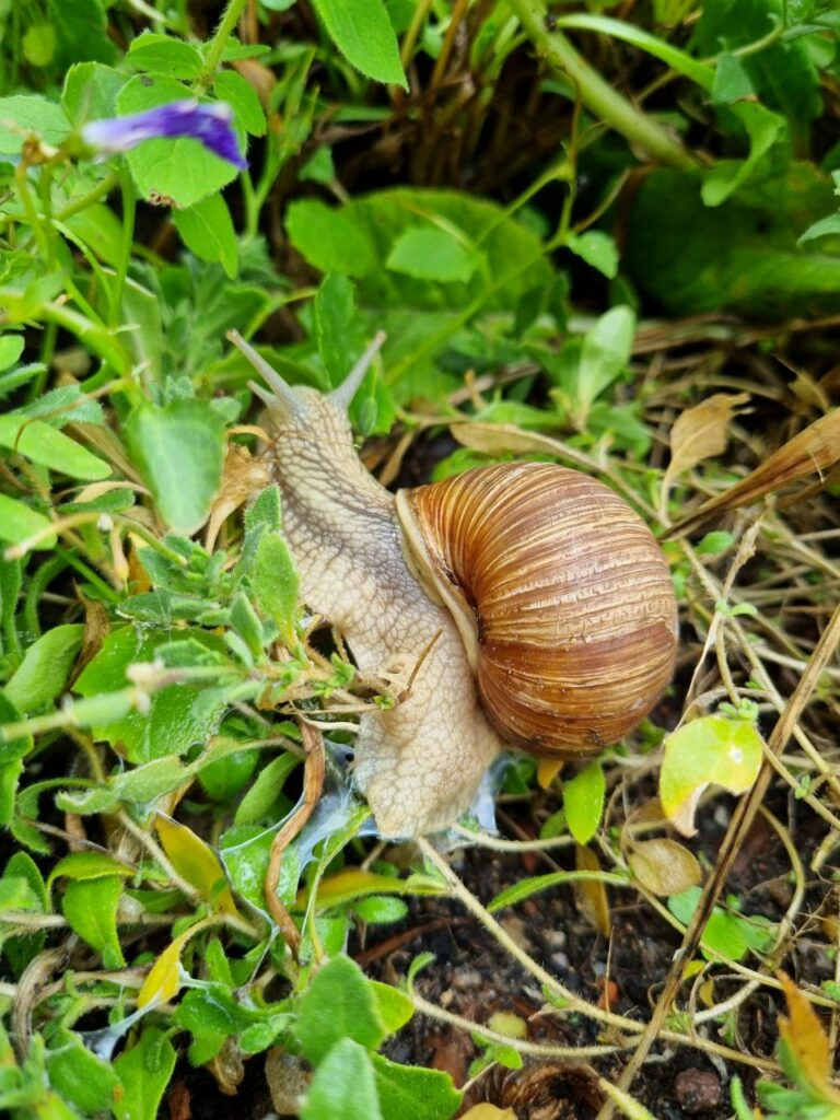 Weinbergschnecken fressen die Eier der Nacktschnecken