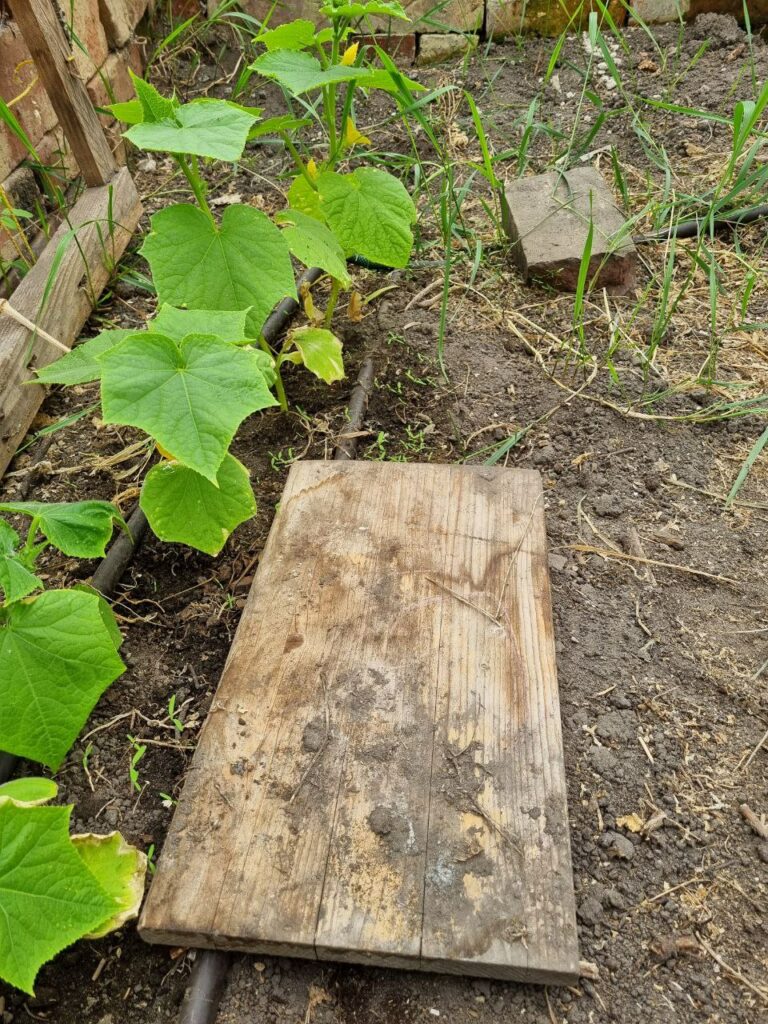 Unter diesen Brettchen suchen die Nacktschnecken tagsüber Schutz