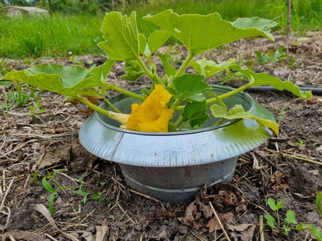 Schneckenkragen zur Bekämpfung von Nacktschnecken