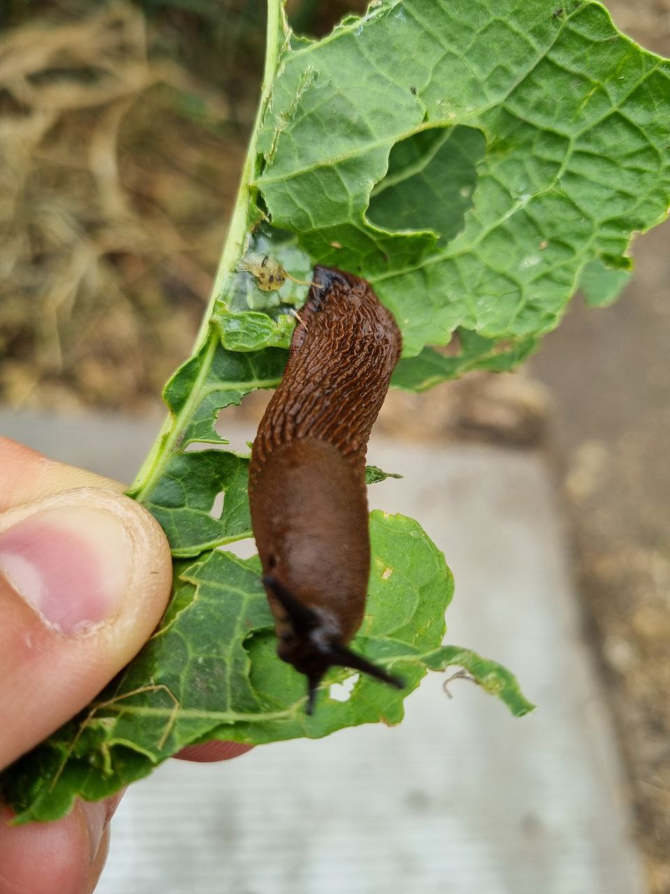 Die braunen Nacktschnecken heißen eigentlich Spanische Wegschnecke und ist besonders in der Dämmerung und nachts aktiv