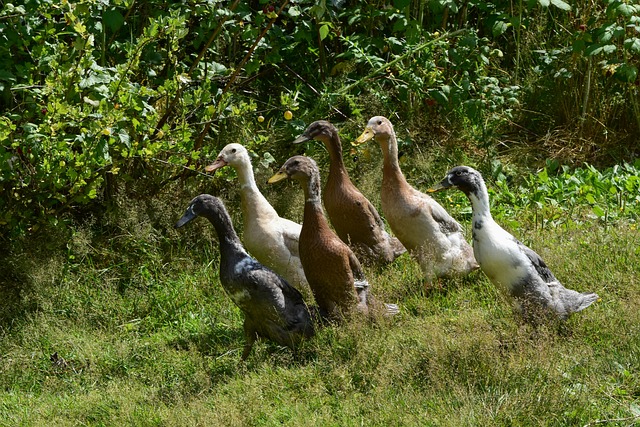 Indische Laufenten bei der auf der Jagd nach Nacktschnecken