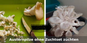 Austerpilze zuhause ohne Zuchtset selber züchten