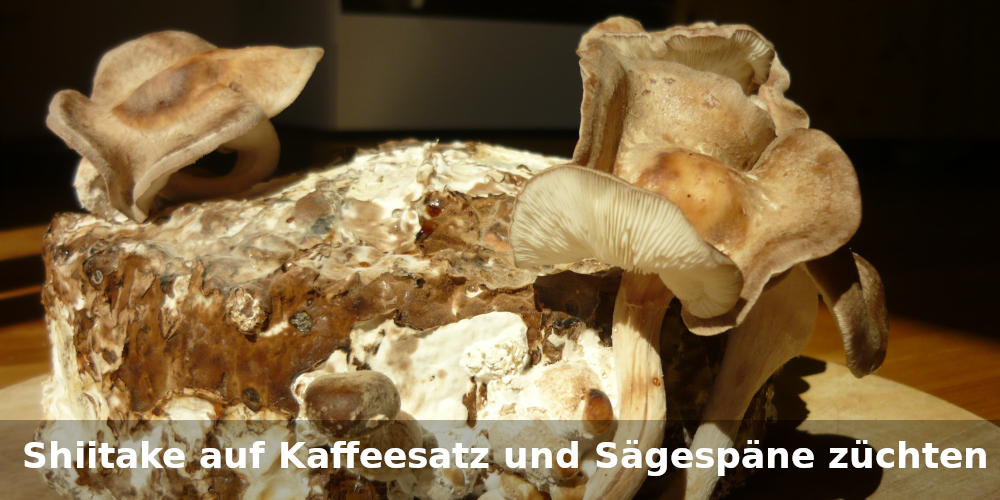 Anleitung: Shiitake auf Kaffeesatz selber züchten