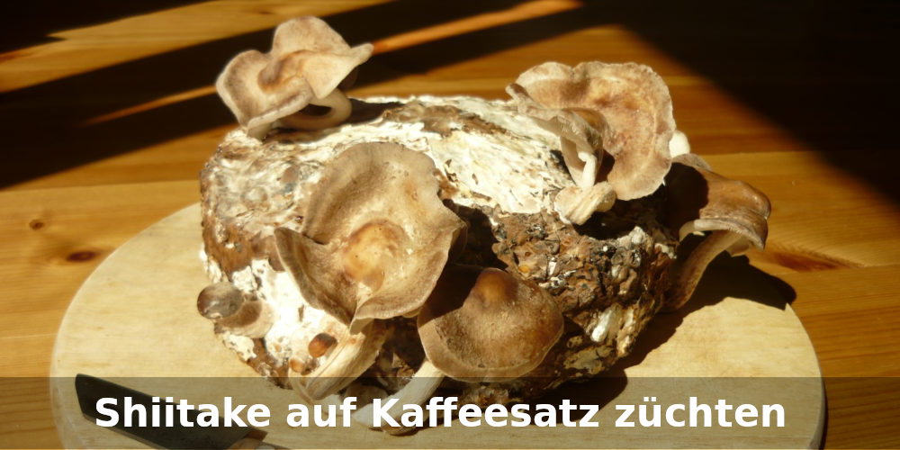 Shiitake auf Kaffeesatz züchten