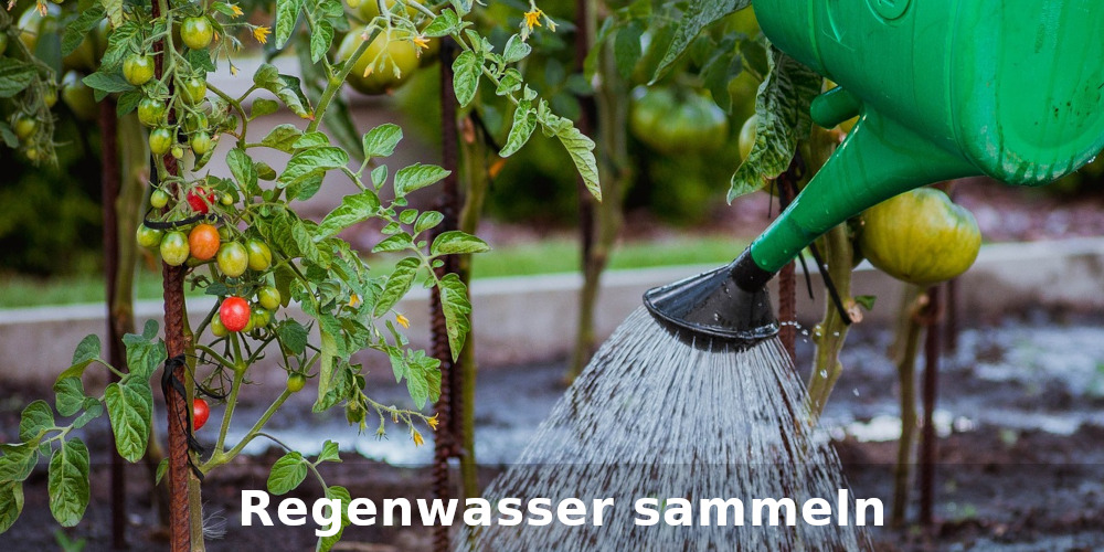 Regenwasser sammeln für die Gartenbewässerung