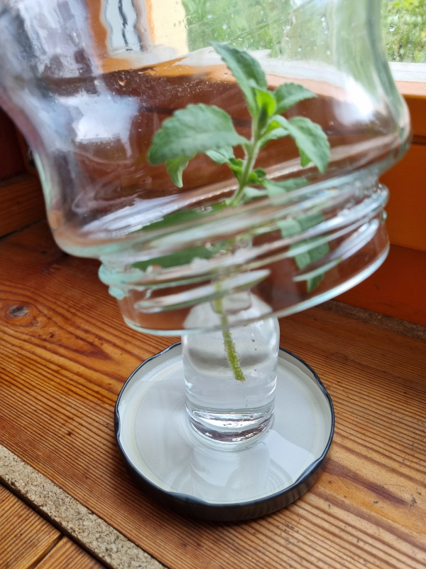 Steckling für die Wurzelbildung im Mini-Gewächshaus