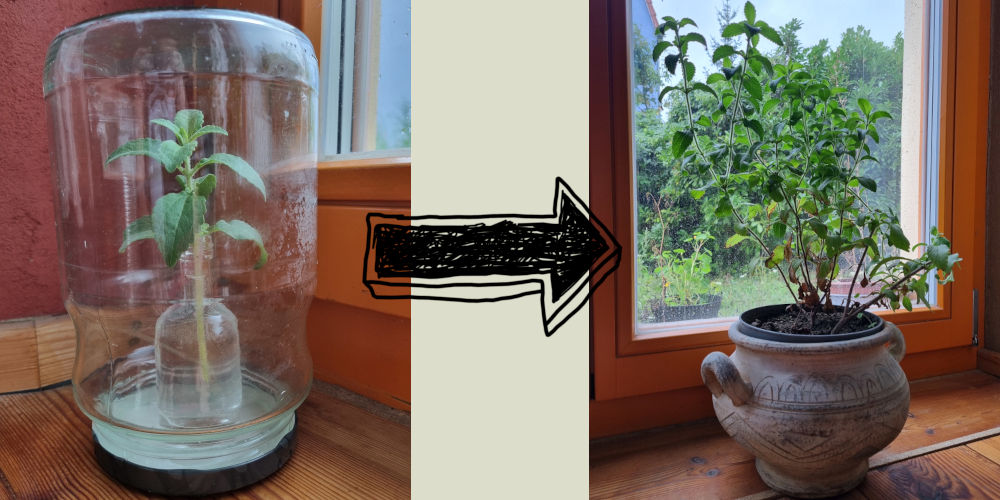 Stevia zu Hause anbauen