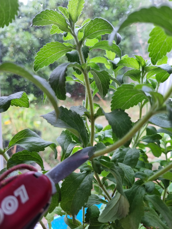 Steckling direkt oberhalb von einem Blattpaar abschneiden