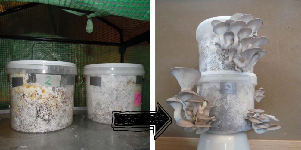 Austernseitlinge selber züchten