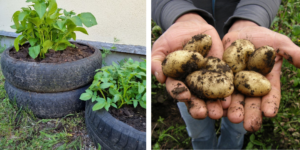 Upcycling von Autoreifen im Garten: Kartoffelturm für viele Kartoffeln auf kleiner Flächer